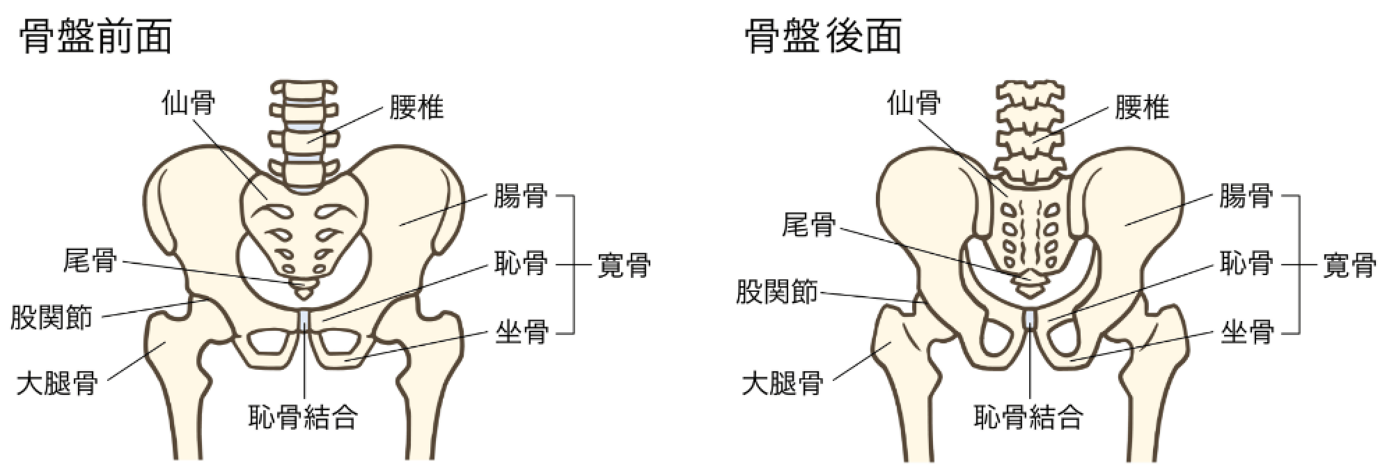 骨盤の前後のイラスト